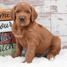 Goldendoodle puppy for sale Archie, dog for sale