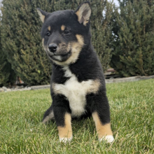 Shiba Inu puppy for sale Kylie, dog for sale