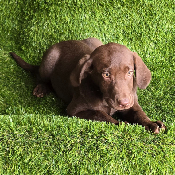 Cocoa, a Chocolate Female Labrador Retriever Puppy 774012 PuppySpot