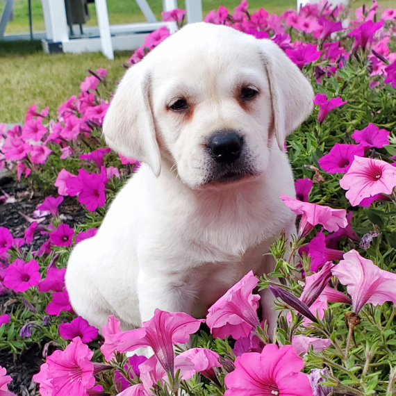 Poppy, a English Cream Female Labrador Retriever Puppy 774252 PuppySpot