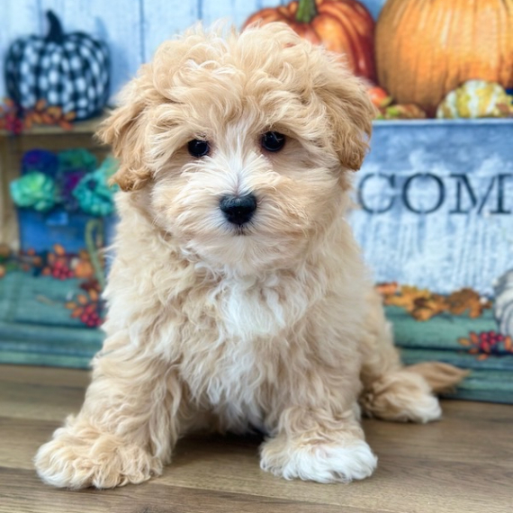 Wally, a Apricot Male Maltipoo Puppy 775952 PuppySpot