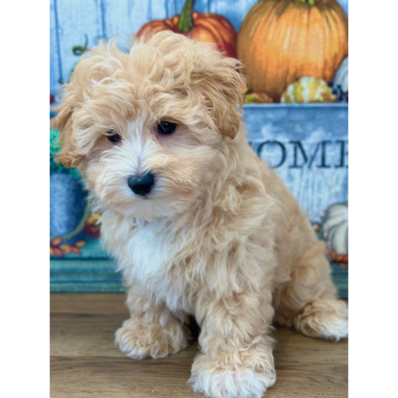 Wally, a Apricot Male Maltipoo Puppy 775952 PuppySpot