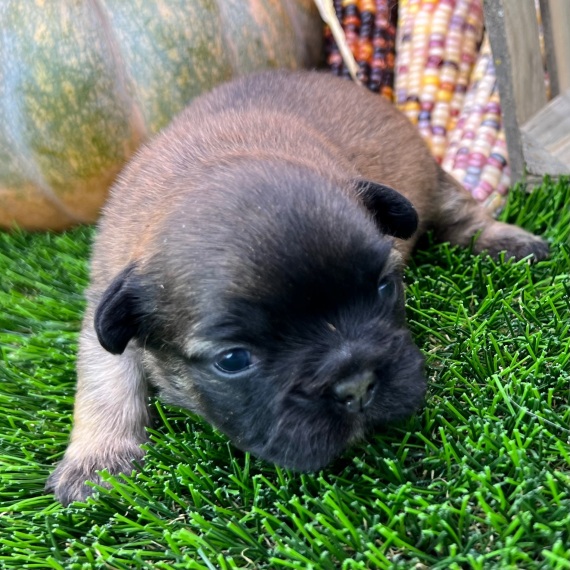 Quincy, a Blue Fawn Male French Bulldog Puppy 775972 PuppySpot