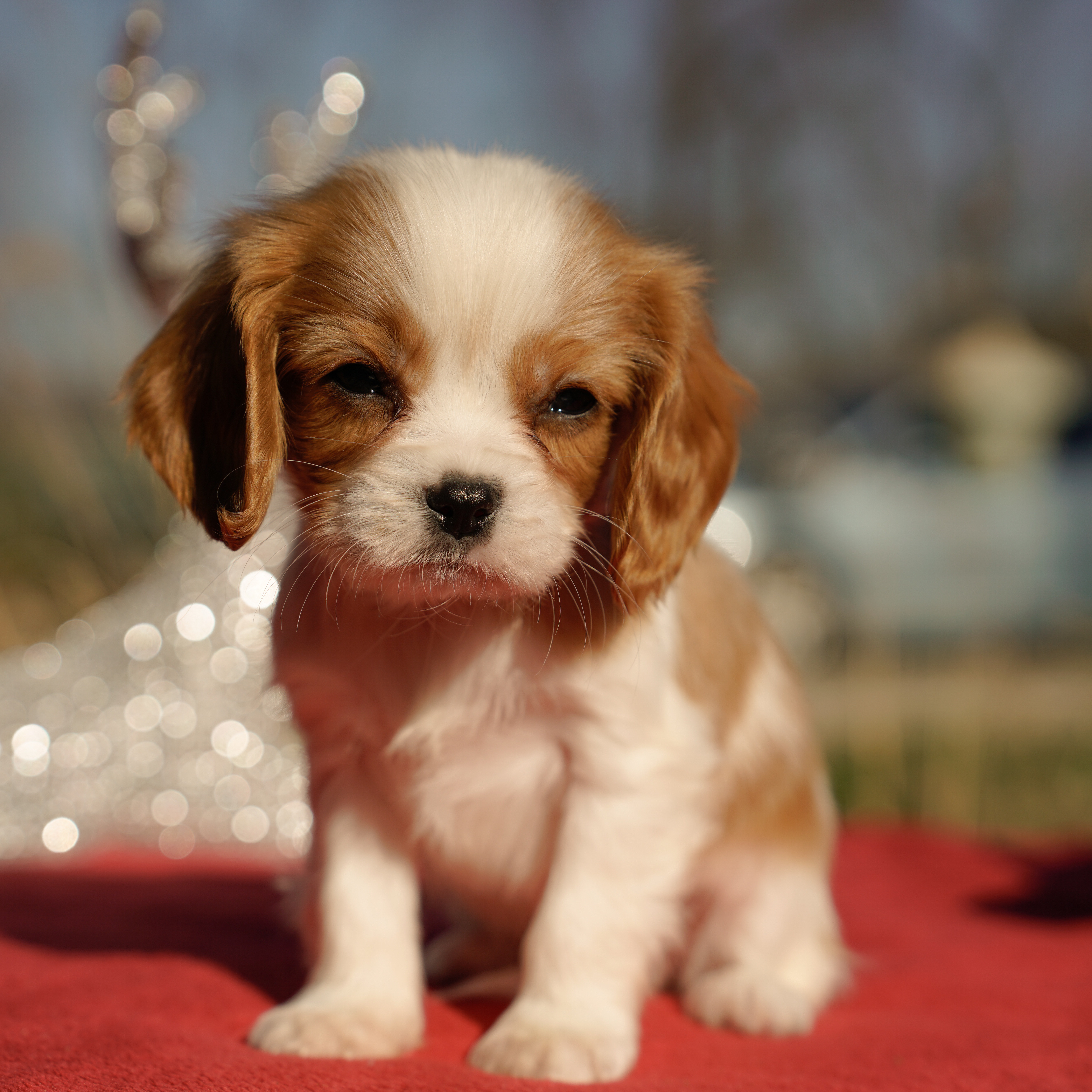 Dogs Trust Small Young Dogs For Adoption Near Me Puppy Dog