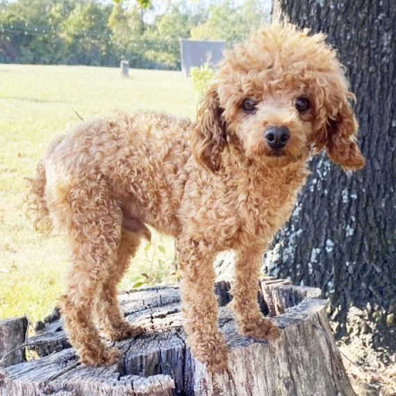 Poodle