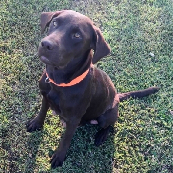 Labrador Retriever