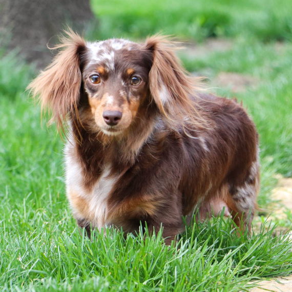Dachshund