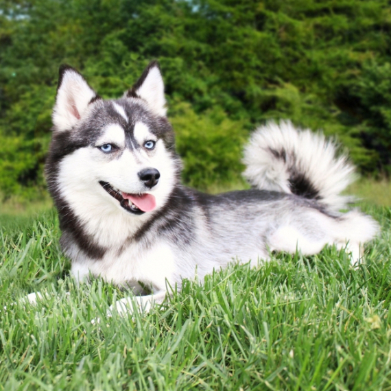 Pomsky