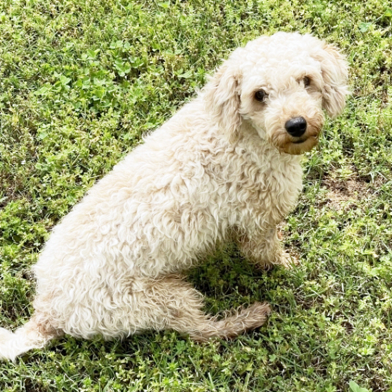Poodle