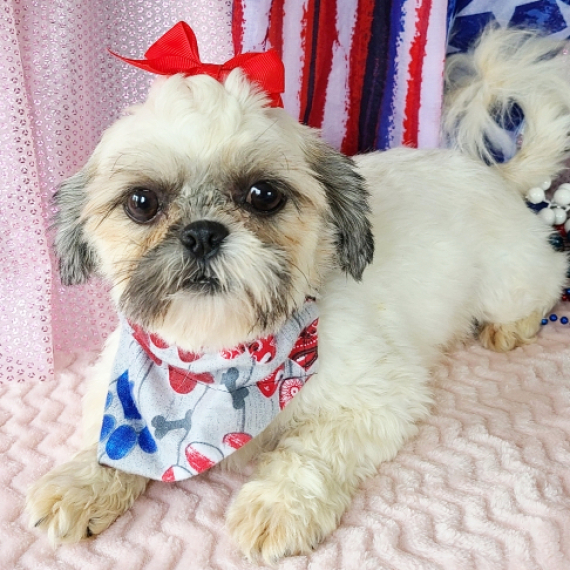 Shih Tzu