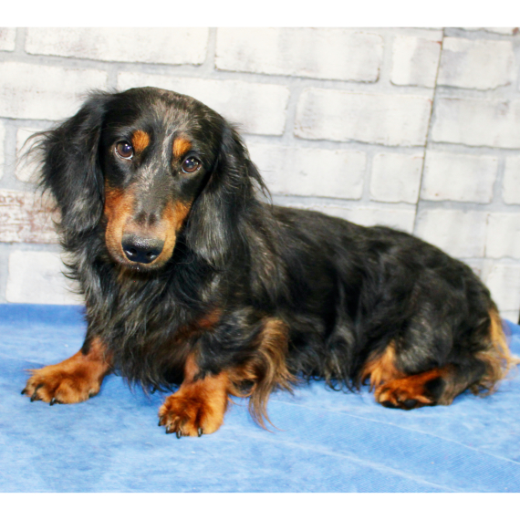 Dachshund