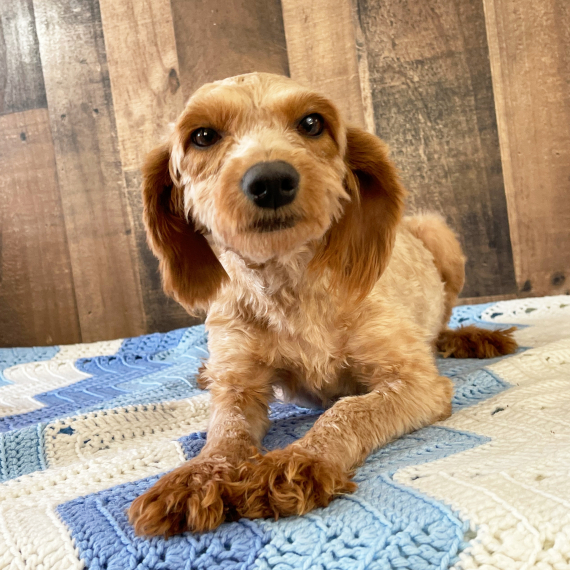 Goldendoodle