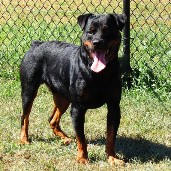 Rottweiler
