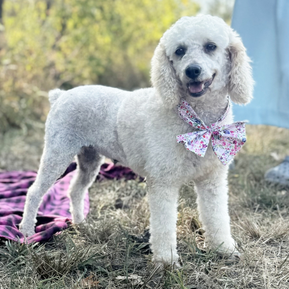 Poodle