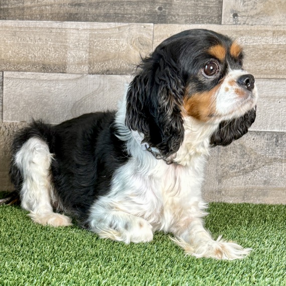 Cavalier King Charles Spaniel