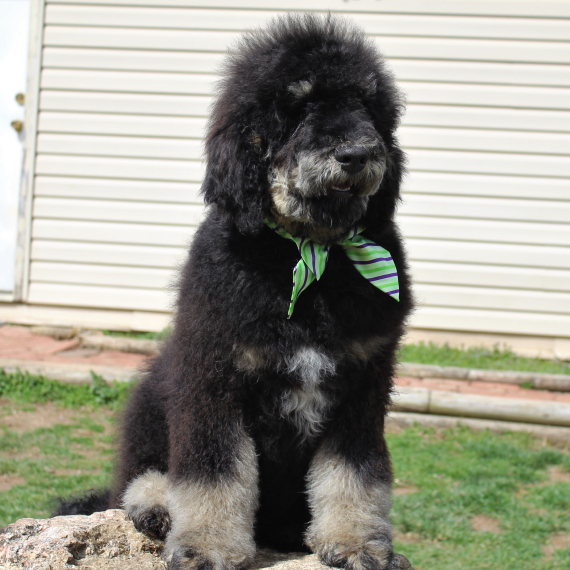 Poodle
