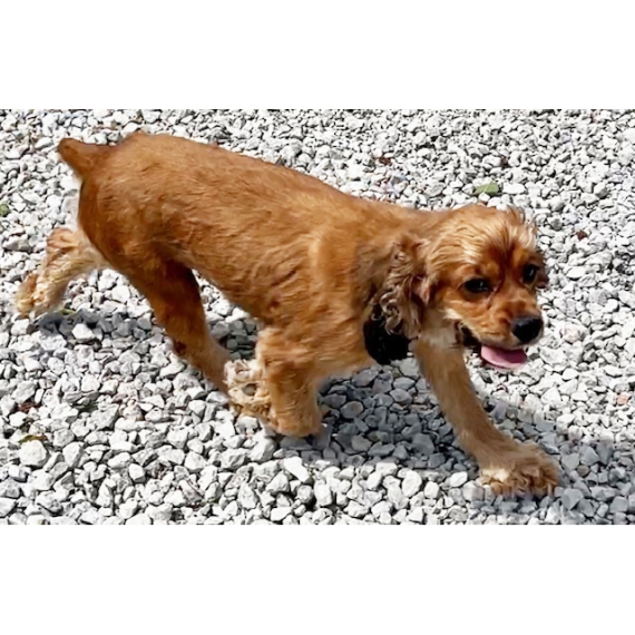 Cocker Spaniel