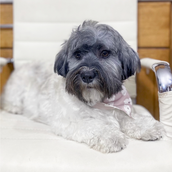 Havanese