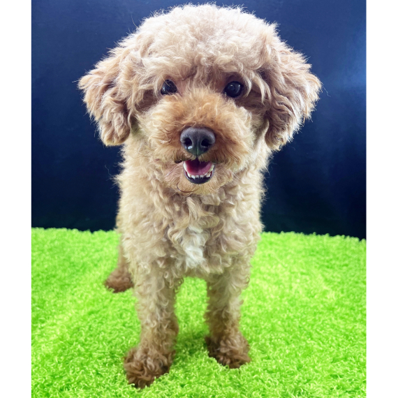 Poodle