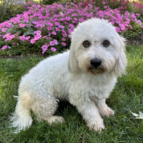 Coton de Tulear