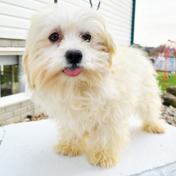 Maltese