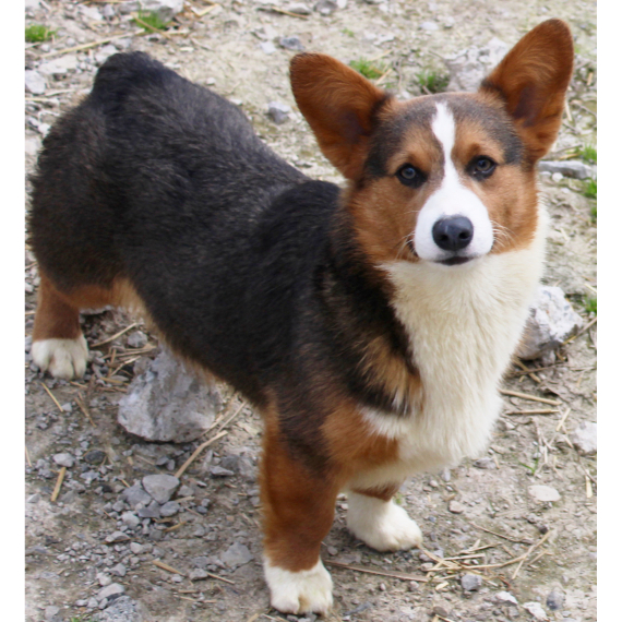 Pembroke Welsh Corgi