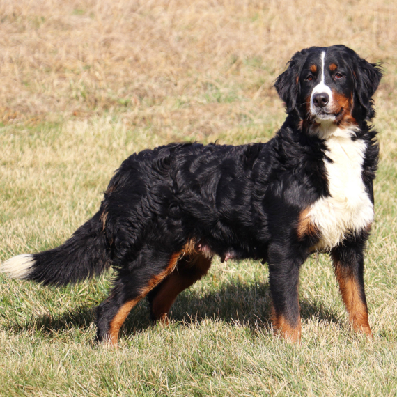 Bernese Mountain Dog