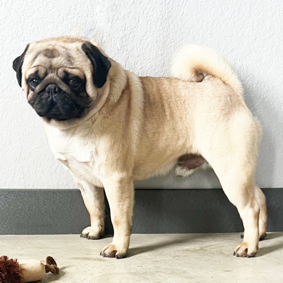 Pug