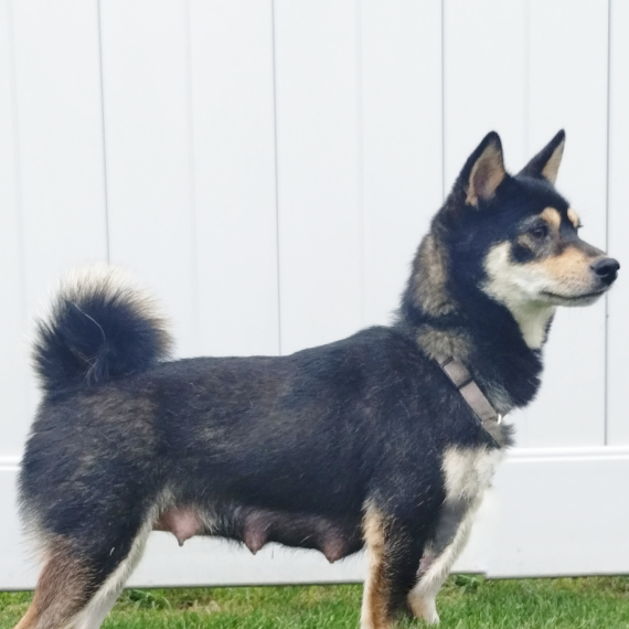 Shiba Inu