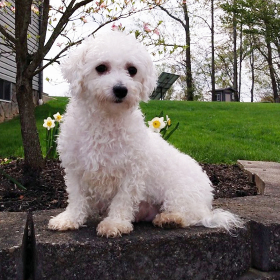 Bichon Frise