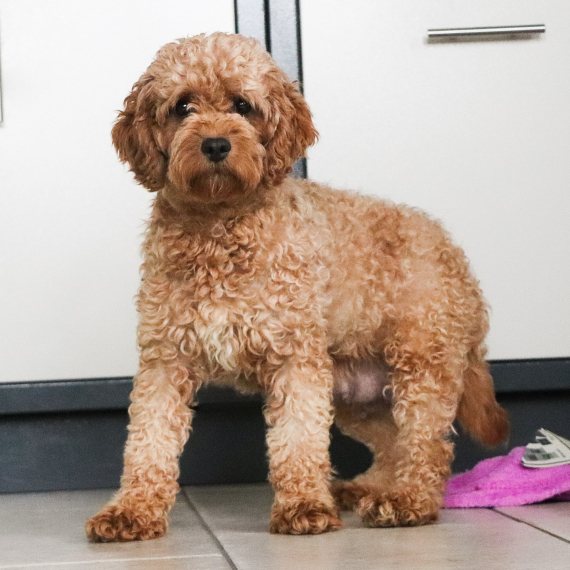 Cavapoo
