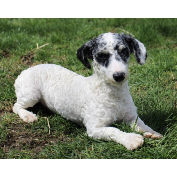 Poodle