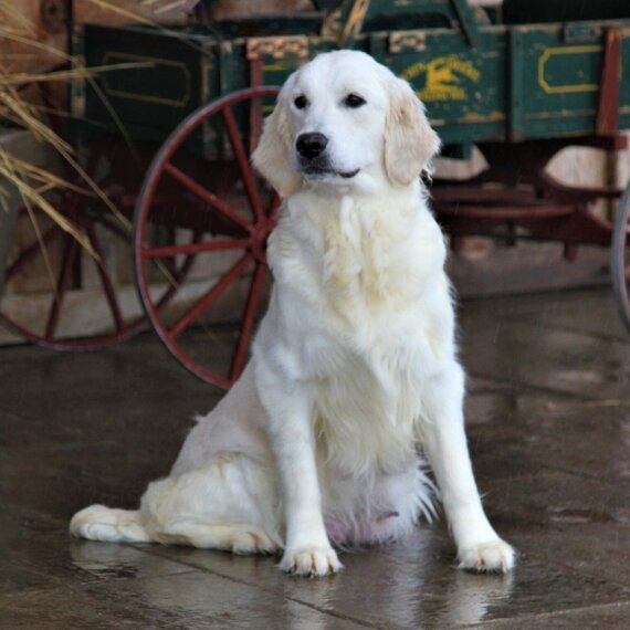 Golden Retriever