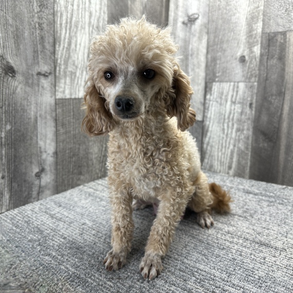 Poodle