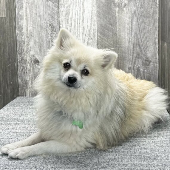 Pomeranian