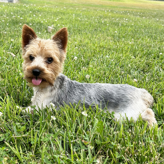 Yorkshire Terrier