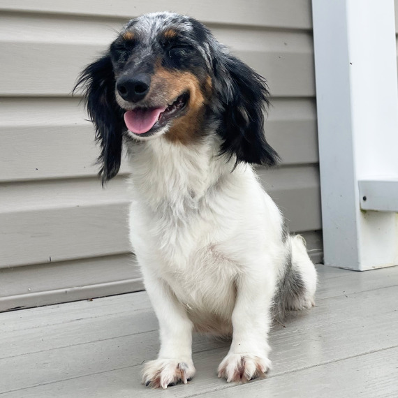 Dachshund