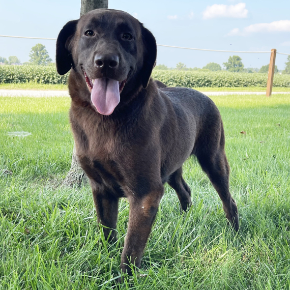 Labrador Retriever