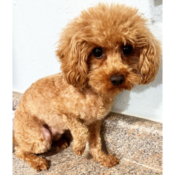 Poodle