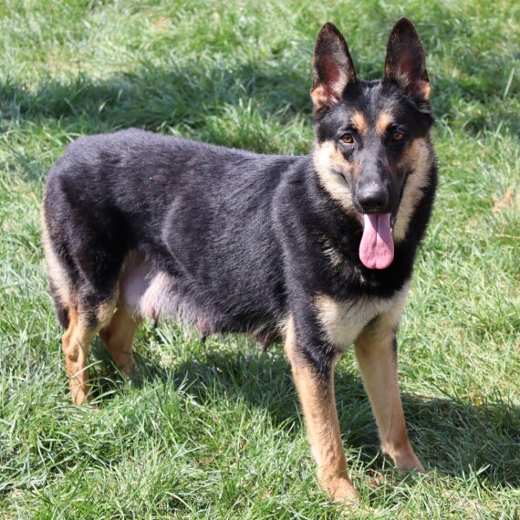 German Shepherd Dog