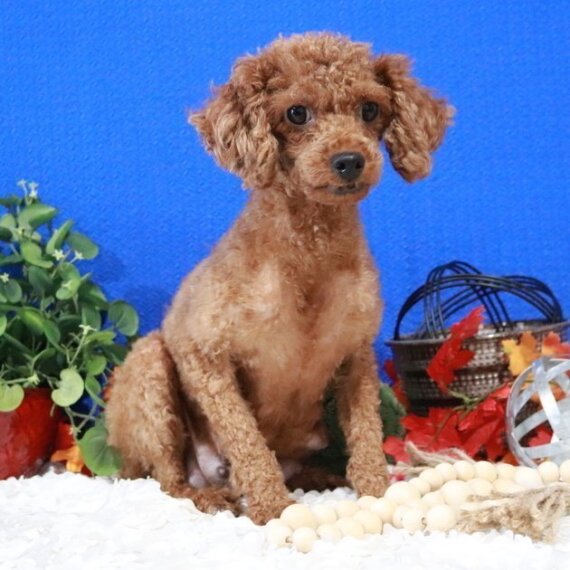 Poodle