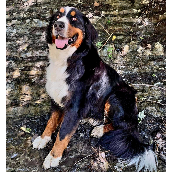 Bernese Mountain Dog