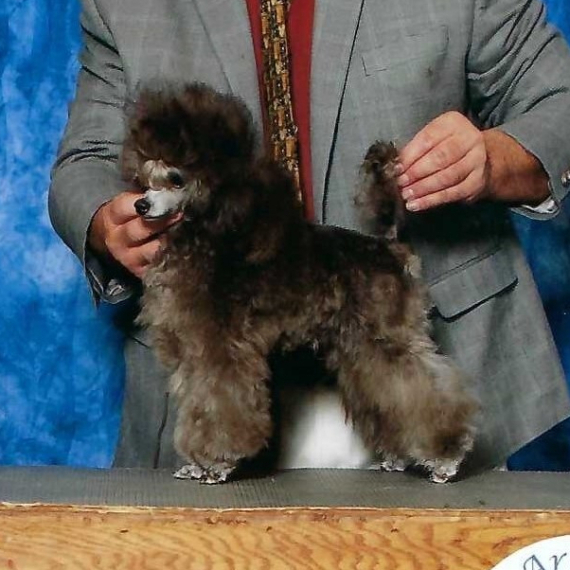 Poodle