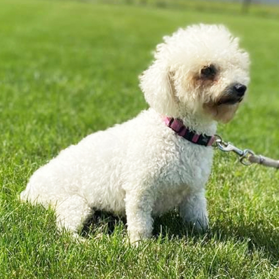 Bichon Frise