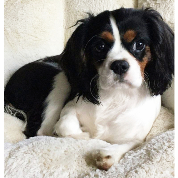 Cavalier King Charles Spaniel