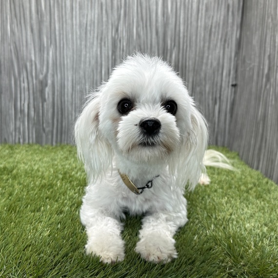 Maltese