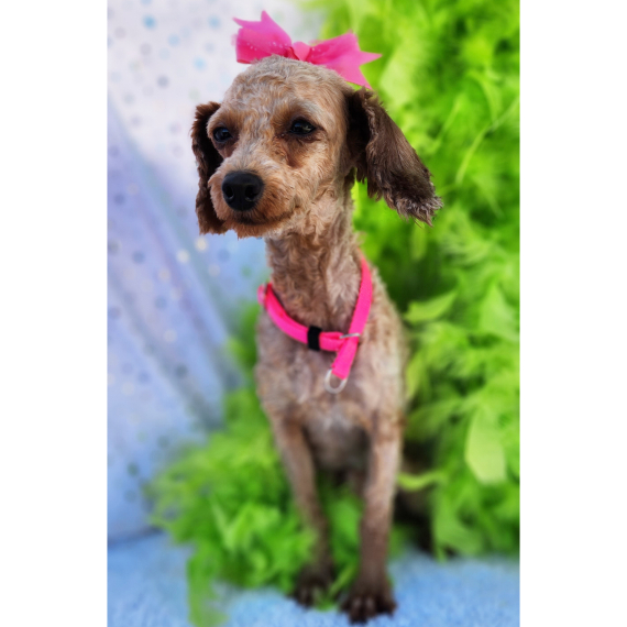 Poodle