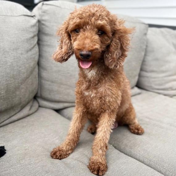 Poodle