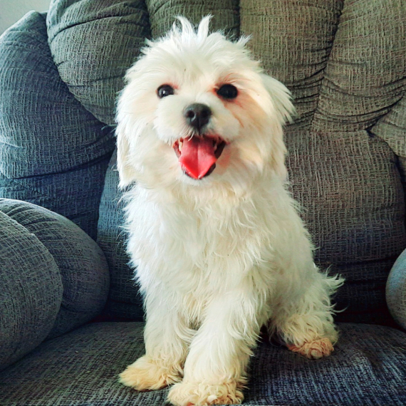 Maltese