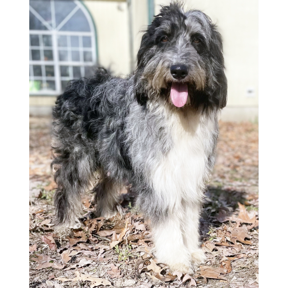Aussiedoodle